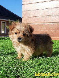 Satilik Tea Cup Morkie Yavru 2