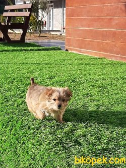 Satilik Tea Cup Morkie Yavru 5