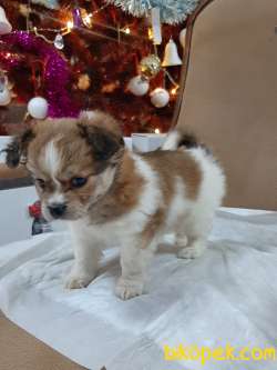 Satilik Akalite Tea Cup Morkie Yavruları Istanbul 4