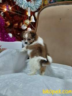 Satilik Tea Cup Morkie Yavruları Istanbul 2