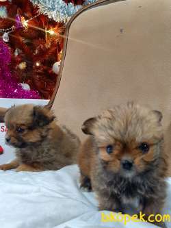 Satilik Tea Cup Morkie Yavruları Istanbul 1