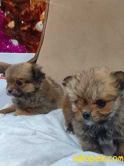 Satilik Tea Cup Morkie Yavruları Istanbul 3