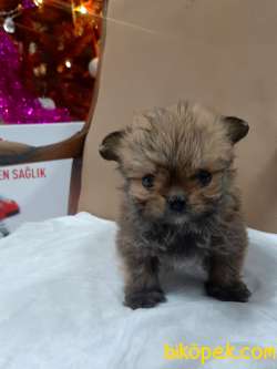Satilik Tea Cup Morkie Yavruları Istanbul 4