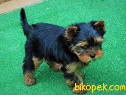 Satilik Tea Cup Yorkshire Terrier Yavrulari 2