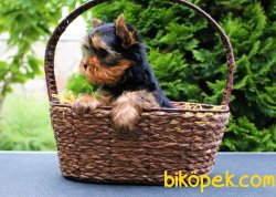 Satilik Tea Cup Yorkshire Terrier Yavrulari 3