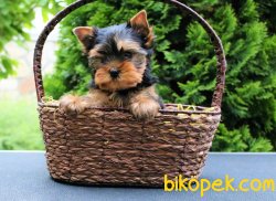 Satilik Tea Cup Yorkshire Terrier Yavrulari 3