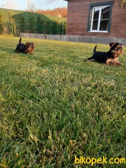 Satilik Tea Cup Yorkshire Terrier Yavrulari 4