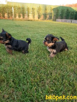 Satilik Tea Cup Yorkshire Terrier Yavrulari 5