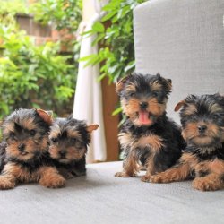 Satilik Tea Cup Yorkshire Terrrier Yavru Köpekler 5