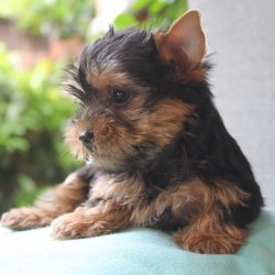 Satilik Tea Cup Yorkshire Terrrier Yavru Köpekler 3