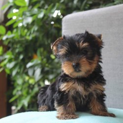 Satilik Tea Cup Yorkshire Terrrier Yavru Köpekler 4