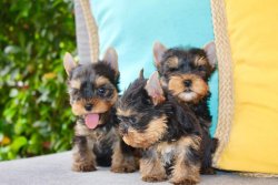 Satilik Tea Cup Yorkshire Terrrier Yavru Köpekler