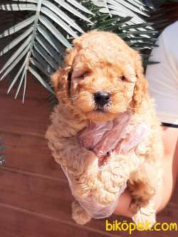 SATILIK TEDY BEAR TOY POODLE YAVRULARI 5