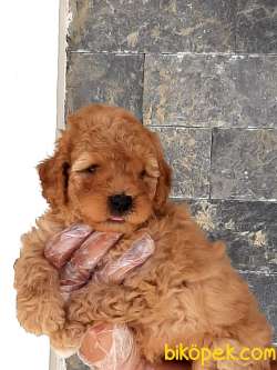 SATILIK TEDY BEAR TOY POODLE YAVRULARI 4