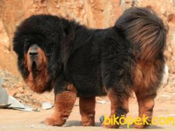 Satilik Tibet Mastiff Yavruları Istanbul 1