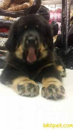 Satilik Tibet Mastiff Yavruları Istanbul 4