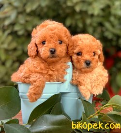 Satılık Toy Poodl Yavruları 2