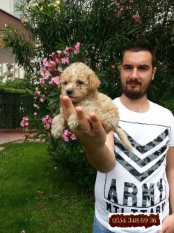 Satılık Toy Poodle Yavrular 2