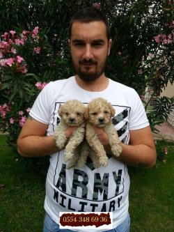 Satılık Toy Poodle Yavrular 3