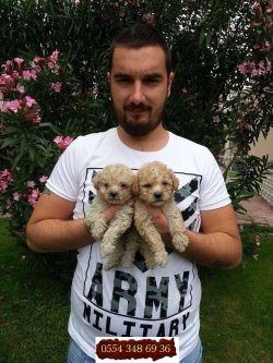 Satılık Toy Poodle Yavrular 1