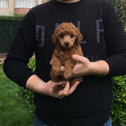 Satılık Toy Poodle Yavrular 1