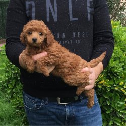 Satılık Toy Poodle Yavrular 2