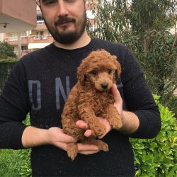 Satılık Toy Poodle Yavrular 3