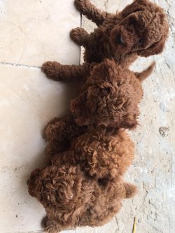 Satılık Toy Poodle Yavruları 3