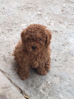 Satılık Toy Poodle Yavruları 1