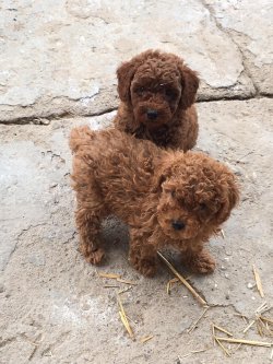 Satılık Toy Poodle Yavruları 3