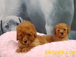 Satilik Toy Poodle Yavruları 3
