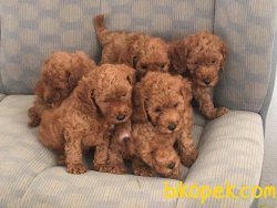 Satilik Toy Poodle Yavruları 5
