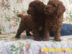 Satilik Red Toy Poodle Yavruları 2