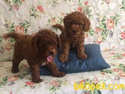 Satilik Red Toy Poodle Yavruları 3