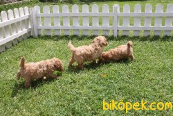 Satılık Toy Poodle Yavruları 4