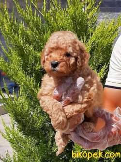 SATILIK TOY POODLE YAVRULARI 2