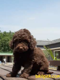 SATILIK TOY POODLE YAVRULARI 4