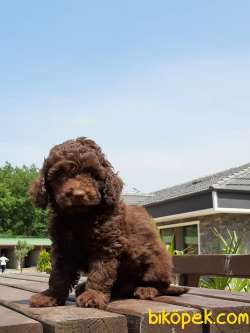 SATILIK TOY POODLE YAVRULARI 2