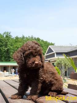 SATILIK TOY POODLE YAVRULARI 3
