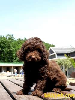 SATILIK TOY POODLE YAVRULARI 1