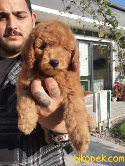 SATILIK TOY POODLE YAVRULARI 2