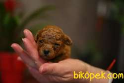Satilik Toy Poodle Yavruları 5