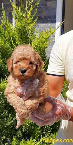 Satilik Toy Poodle Yavruları Istanbul 4