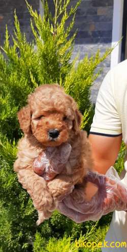 Satilik Toy Poodle Yavruları Istanbul 2