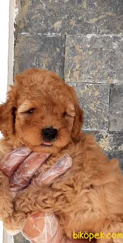 Satilik Toy Poodle Yavruları Istanbul 1