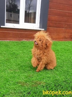 SATILIK TOY POODLE YAVRULARIMIZ 4