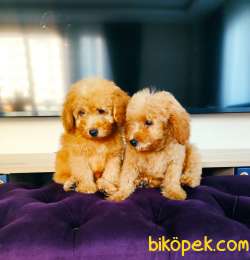 TOY POODLE YAVRULARIMIZ 3