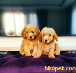 TOY POODLE YAVRULARIMIZ 2