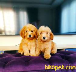 TOY POODLE YAVRULARIMIZ 1