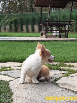 Satilik Welsh Corgi Cardigan Yavruları 2